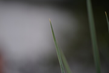 green meadow spikelets field photophone banner blue grass close-up, blue grass on the background of the house, gradient