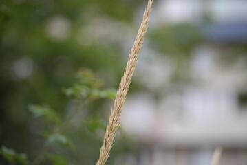 green meadow spikelets field photophone banner blue grass close-up, blue grass on the background of the house, gradient