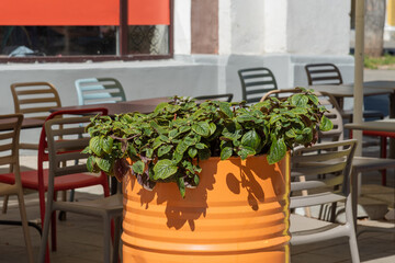An orange barrel with green flowers stands in front of a street cafe, street decoration