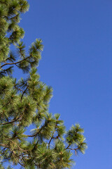 pine tree and blue sky