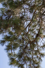 pine tree and blue sky