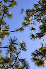 Obraz na płótnie Canvas pine tree and blue sky
