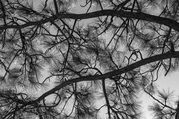 branches of a pine tree