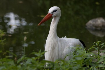 white stork in the grass