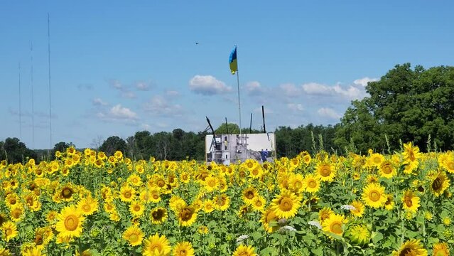 Ukraine flag shows after moving up in a field of sunflowers.