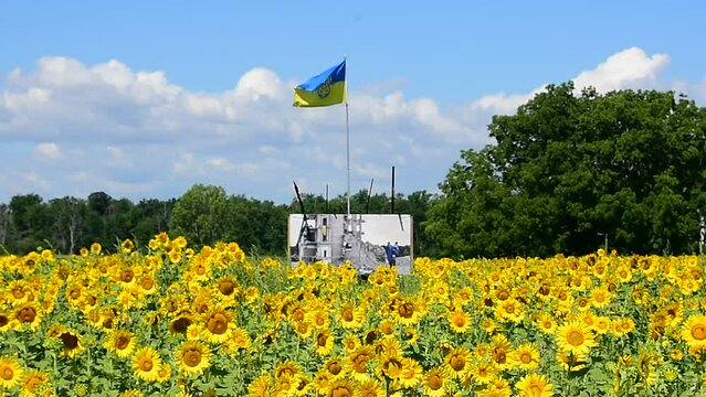 Ukraine flag waving in the wind in a field of sunflowers. The Ukraine flag waves proudly in the wind, set against a vibrant field of sunflowers under a clear blue sky.