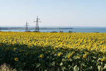 Blooming sunflower against the backdrop of the Dnieper River and power lines in the city of Enerhodar