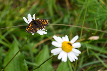 Close-up of a butterfly on a flower