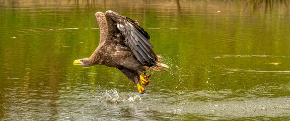 A hunting European eagle makes the landing above water, trees in the background. Grabs the prey in the lake with its claws. Detail, fish, impressive. Long cover, panorama, webbanner