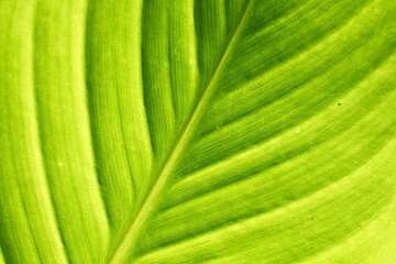 Leaf texture background. Banana green leaf close up background use us space for text or image backdrop design. Earth day ecology concept