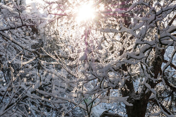 
Snow-covered branches of deciduous trees against the backdrop of the setting sun