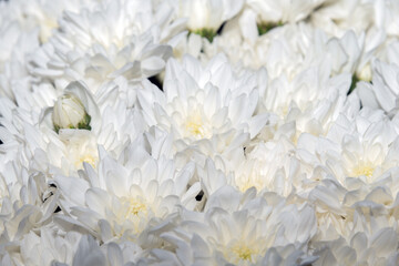 White extra large chrysanthemum flowers, bouquet of flowers close up