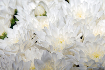 White extra large chrysanthemum flowers, bouquet of flowers close up