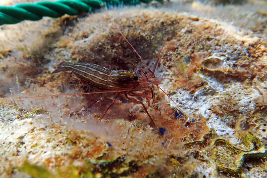 Red Monaco Peppermint shrimp, undersea photography into the Mediterranean 