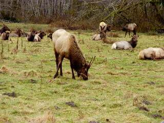Naklejka na ściany i meble Roosevelt Elk