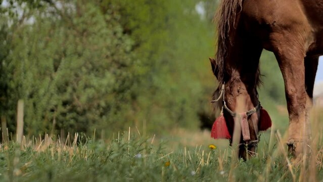 Brown-chestnut horse grazes on fresh grass on a green meadow. Livestock.