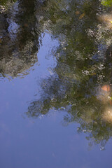 Reflections in water