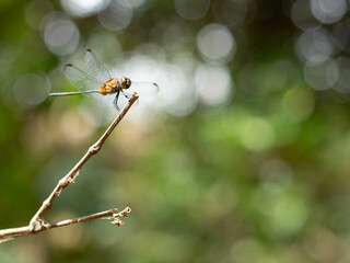 dragonfly on a branch