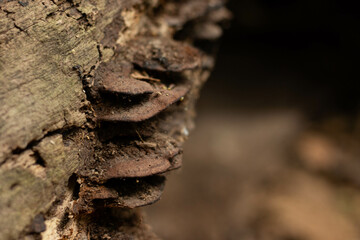 Mushroom on tree