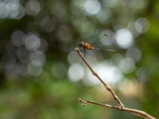 Dragonfly on a branch