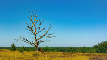 Obraz premium Lüneburger Heide toter Baum, wolkenloser Himmel 