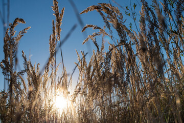 Wunderschöner Sonnenuntergang im goldenen Weizenfeld