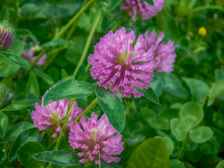 Red clover