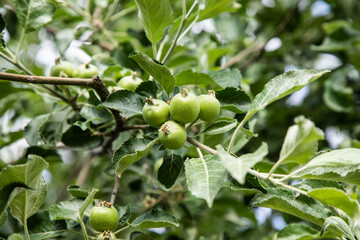 Waiting for the apples