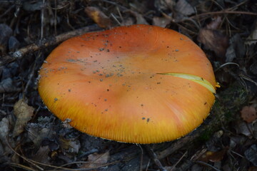 Amanita caesarea mushroom
