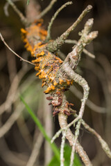 Fungal spores on juniper - pear rust.
