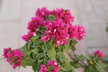 Fototapeta premium pink flowers