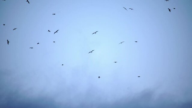 Lockdown Low Angle View Shot Of Convocation Of Eagles Flying In Cloudy Sky - Rio de Janeiro, Brazil