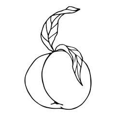 Linear sketch of peach summer fruit with leaves .Vector graphics.