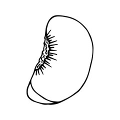 Piece of peach summer fruit, line sketch.Vector graphics.