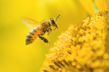ヒマワリの受粉をするミツバチ