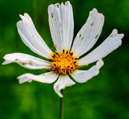 Obraz premium OLYMPUS DIGITAL CAMERA