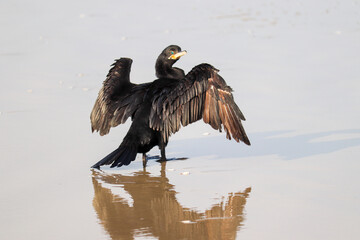 Photograph of a Neotropic cormorant. The bird was found on the beach of Atlântida, in Rio Grande do Sul, Brazil.