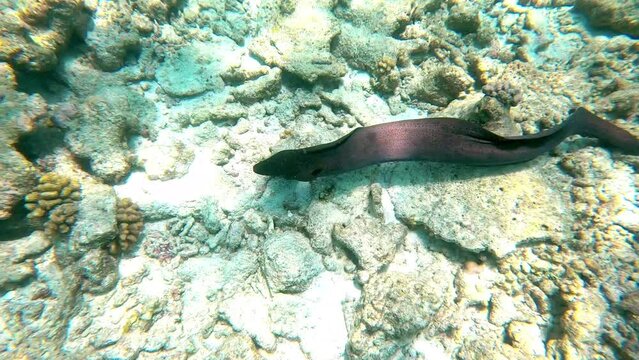 diving in the sea maldives monk fish manta ray