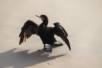Photograph of a Neotropic cormorant. The bird was found on the beach of Atlântida, in Rio Grande do Sul, Brazil.