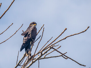 Oiseaux du Costa Rica