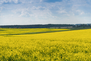 Obraz premium Beautiful natural summer landscape - rapeseed yellow field under blue cloudy sky, distant horizon, wide angle shooting, horizon infinity