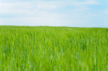 Green summer grass on blue sky background
