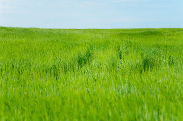 Obraz na płótnie Canvas Green summer grass on blue sky background