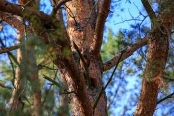 Fototapeta premium Eichhörnchen auf Baum
