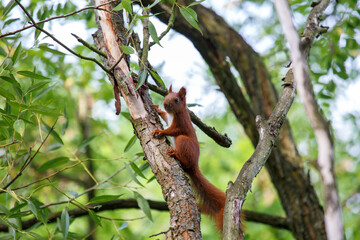 Eichhörnchen auf Baum