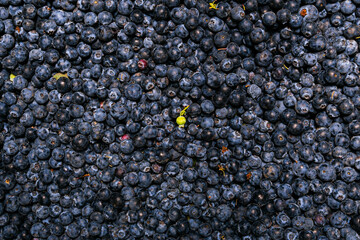 blueberries