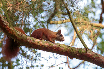 Eichhörnchen auf Baum