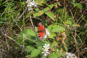 Schmetterling, Pfauenauge