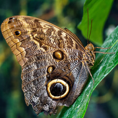 OLYMPUS DIGITAL CAMERA © Rafa