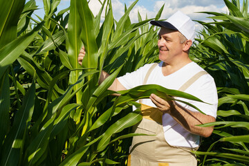 A farmer inspects a field with growing corn, looks at the leaves.